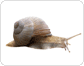 äußere Merkmale einer Schnecke Bild