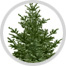 conifer image