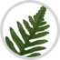 fern image