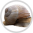 Schnecke Bild