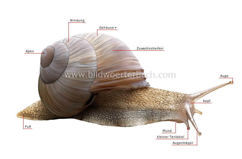 äußere Merkmale einer Schnecke Bild