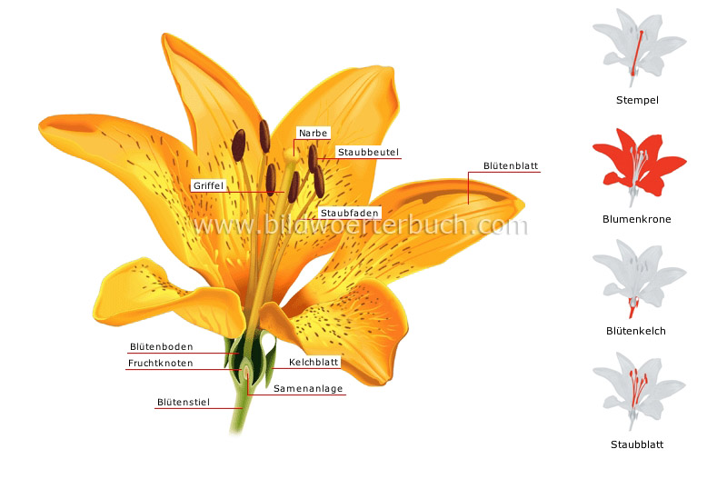 Aufbau einer Blume Bild