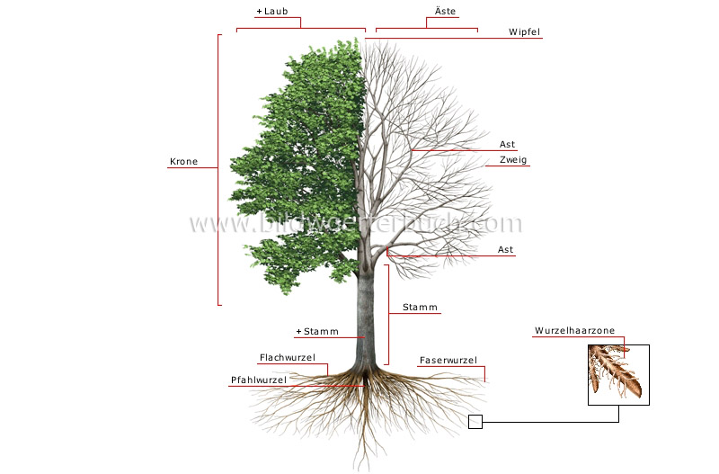 Aufbau eines Baumes Bild