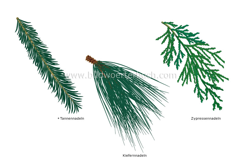 Beispiele für Nadelblätter Bild