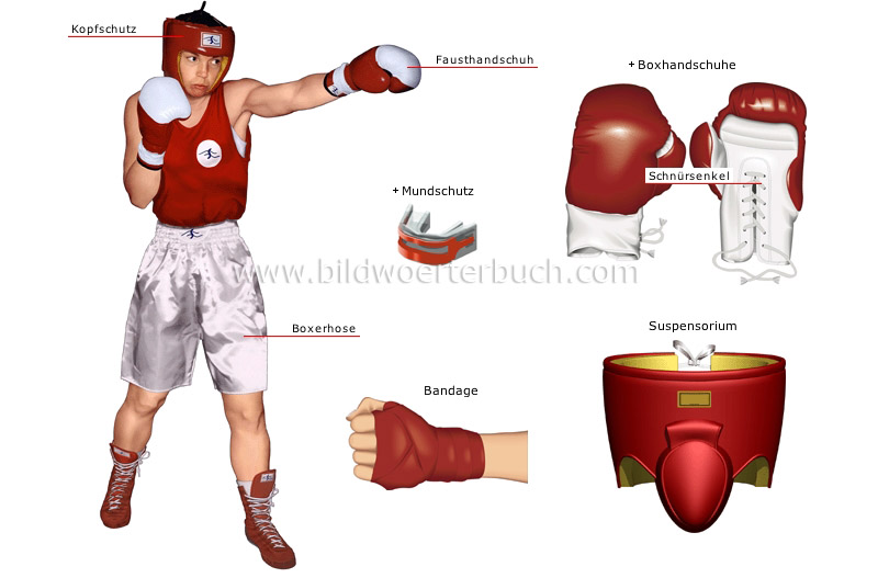 Boxer Bild