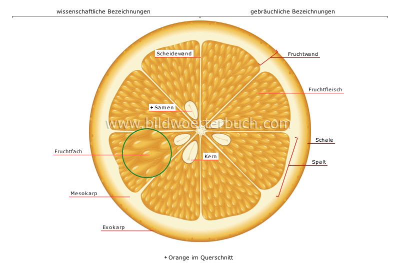 fleischige Frucht: Zitrusfrucht Bild