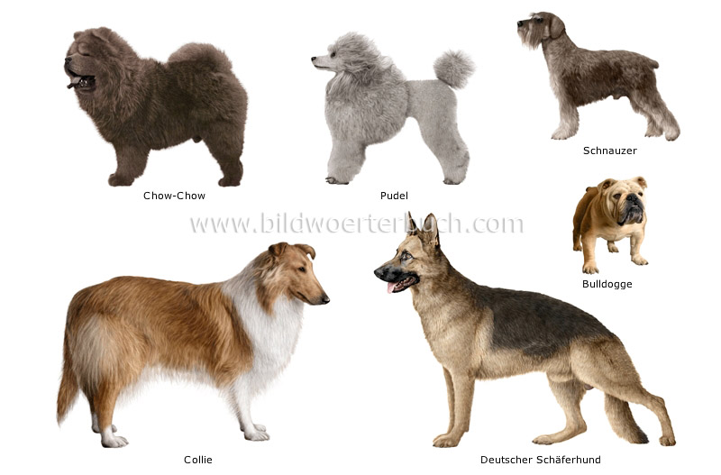 dog breeds image