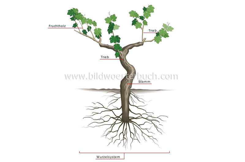 Rebstock Bild