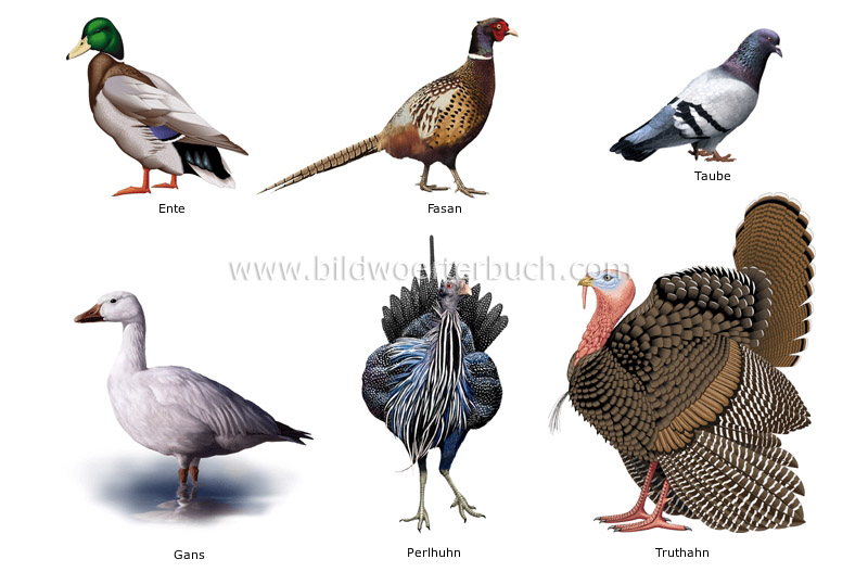 unterschiedliche Vogeltypen Bild