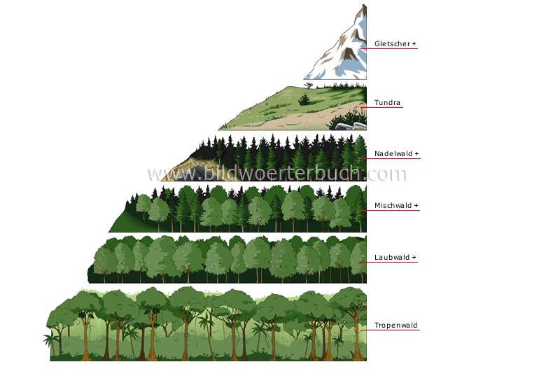 Vegetationsbild nach Höhenlagen Bild